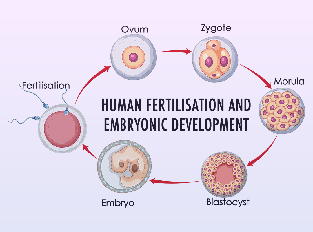 Blastocyst Transfer in IVF Chennai